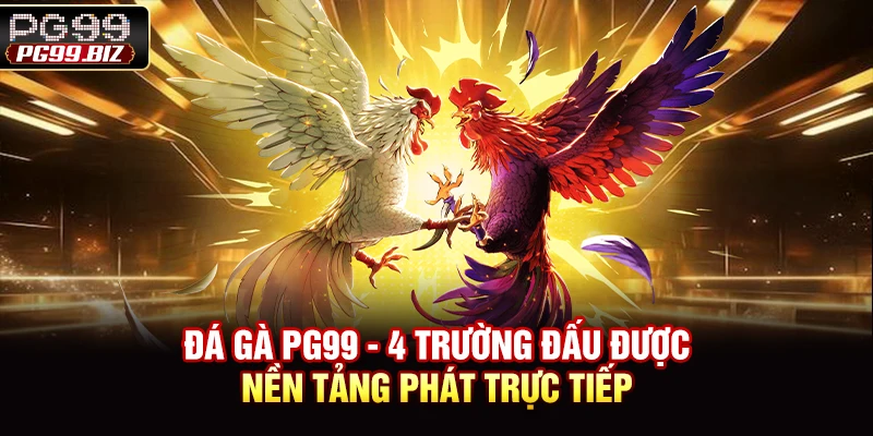 Đá Gà PG99 - 4 Trường Đấu Được Nền Tảng Phát Trực Tiếp