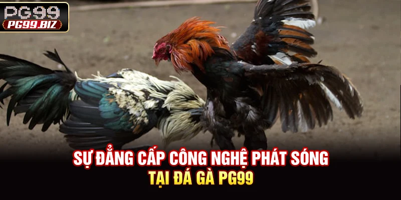 Sự đẳng cấp công nghệ phát sóng tại đá gà PG99